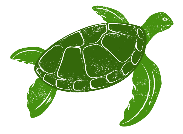a picture of a sea turtle